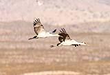 Sandhill Crane Bosque New Mexico Dec 2020